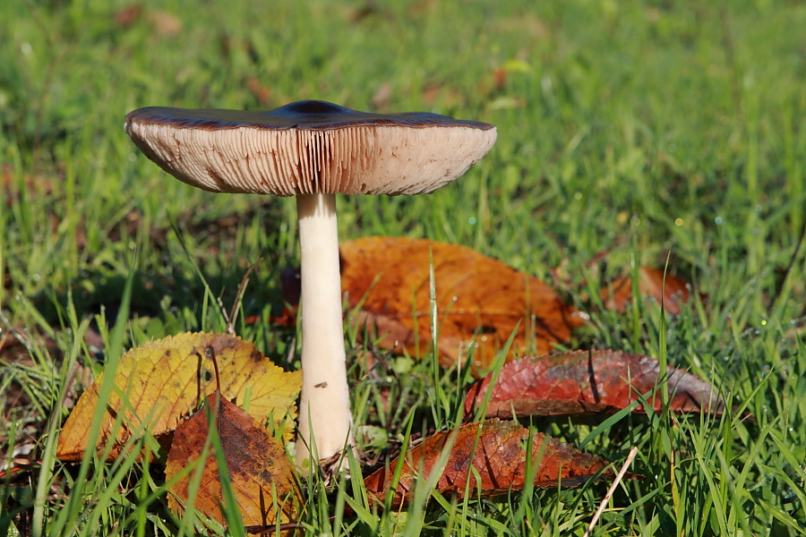 Fungo da determinare